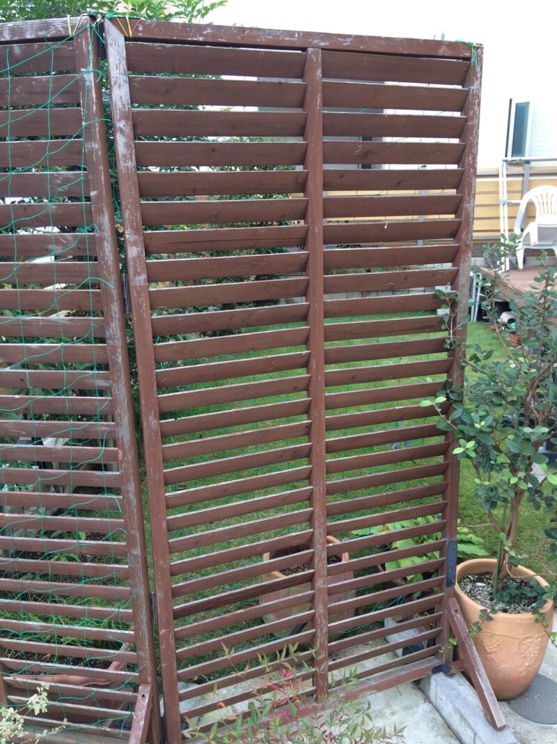 剥げ禿げラティス_IMG_3270