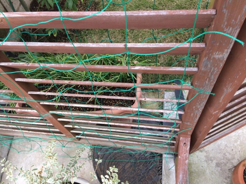 剥げ禿げラティス_IMG_3274