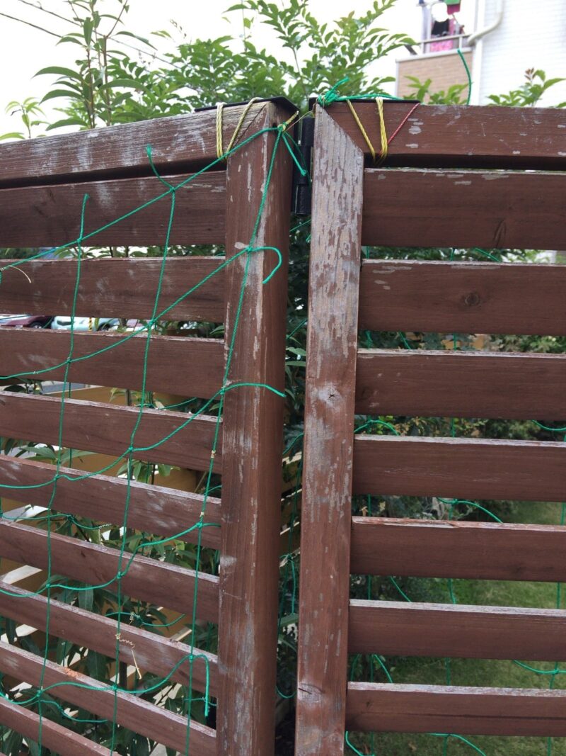 剥げ禿げラティス_IMG_3272