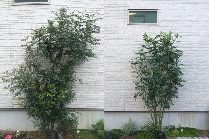 201606-01_シマトネリコ剪定