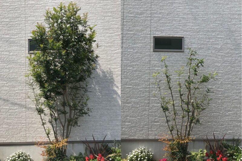 201903_IMG_6704_シマトネリコ剪定