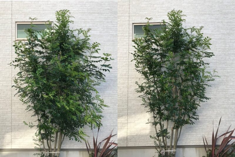 201906_IMG_7698_シマトネリコ剪定