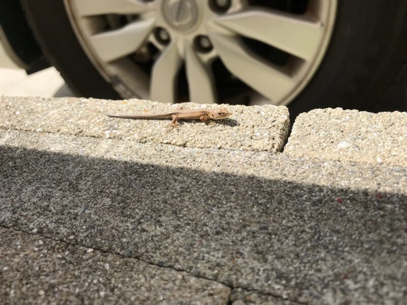 トカゲ_花壇_IMG_6832