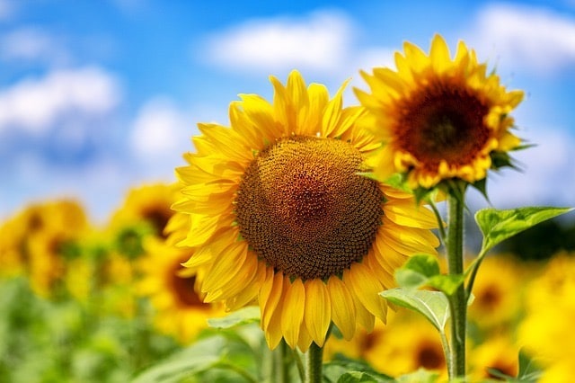 ひまわり_summer-4508366_640