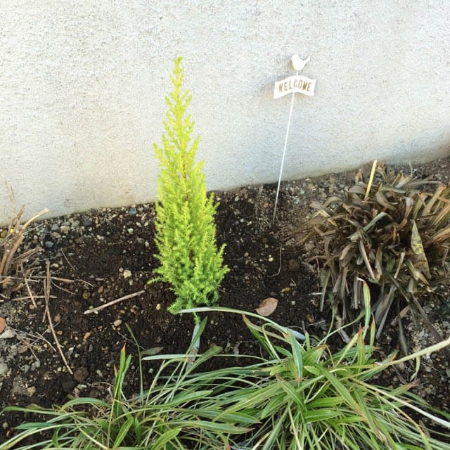 01_ゴールドクレスト_最初_IMG_1588