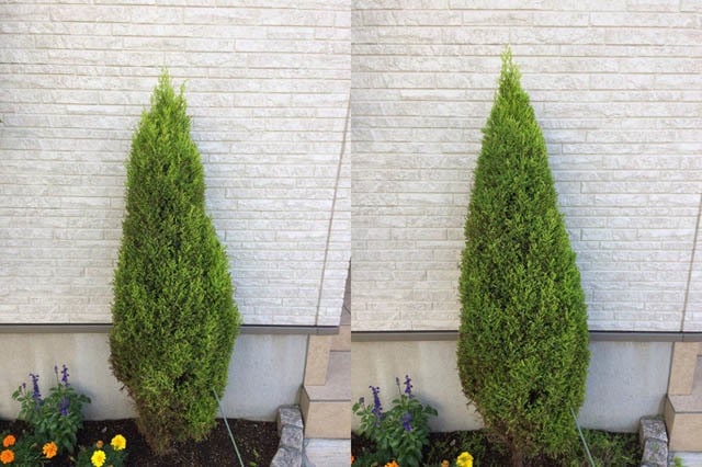 20_ゴールドクレスト元気ない_IMG_5704