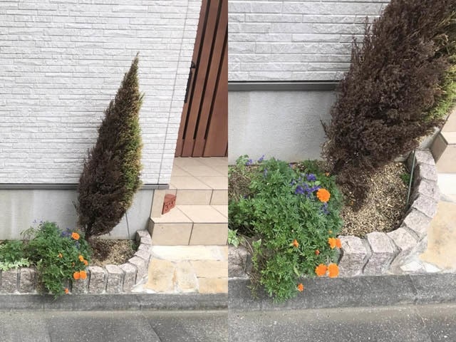 30_ゴールドクレスト枯れた_IMG_6288