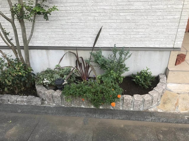 35_ゴールドクレスト撤去_IMG_6294