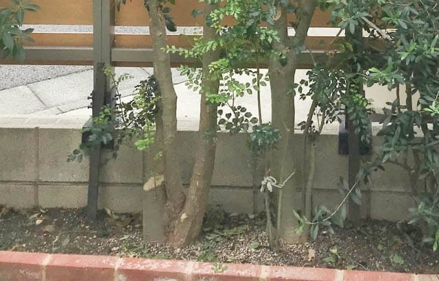 2019年9月_IMG_7994