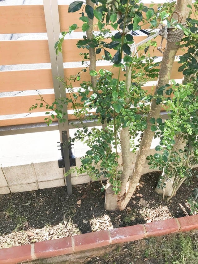 2019年11月_IMG_8115