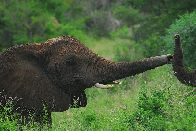 elephant-4635697_640.jpg